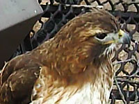  Tailed Hawk Nest on Cornell Lab Enews Flash     Live  Red Tailed Hawk Nest