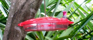 hummingbird-annas-3-19-2012