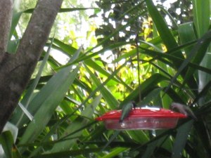 hummingbirds-male-female3-19-2012